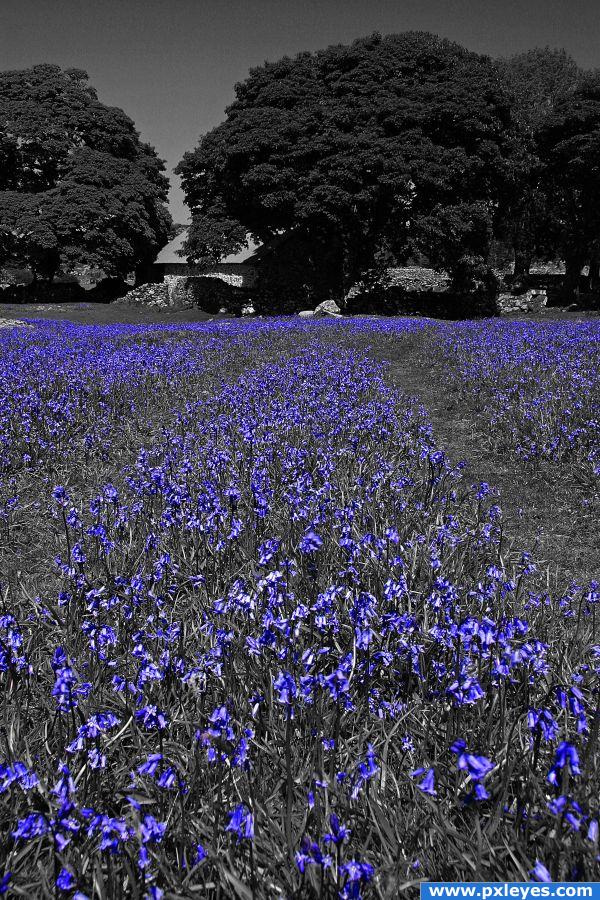 Blue Bells